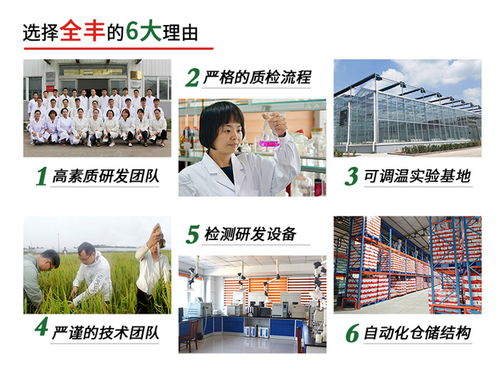 玉米控旺乙烯利亩用量全解析 全丰生物科技在线咨询与技术开发指南